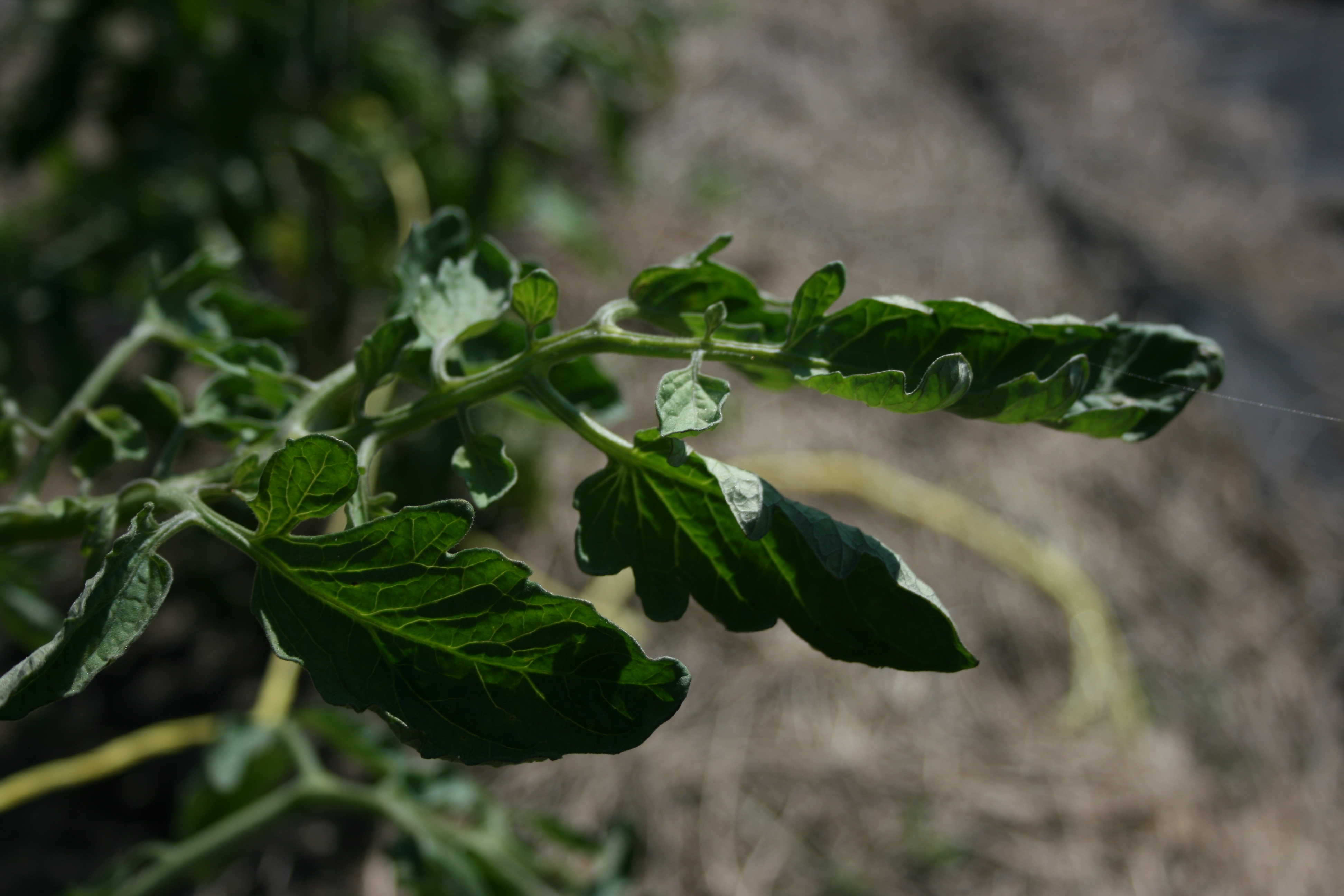 Хлоротическая курчавость листьев помидоров фото и их лечение